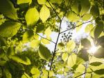 Feuille verte avec soleil ©  Libre de droit - Pixabay