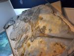 Plongez au cœur des mers jurassiques © Fossile d'Ichtyosaure
