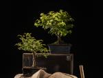 arbor-day-celebration-with-potted-trees © Freepik