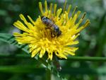 Biodiversité étupes © libre de droits - Pixabay