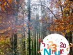 foret © PMA