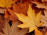 close-up-autumn-leaves © magnifik