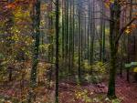 Automne en foret © Simon Daval / MaxPPP