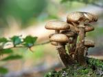 LES CHAMPIGNONS © pixabay
