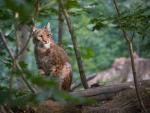 Beautiful and endangered lynx in the nature habitat © Freepik