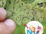 2025-06-14 atelier arbo larve syrphe (2)- A. Chaillet
