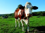 Vache montbéliarde © OTPM