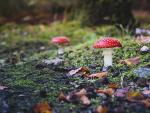 closeup-shot-cute-agaric-fungus-growing-grass © Freepik