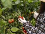 side-view-woman-picking-tomatoes