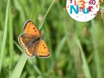 Papillon- © N. Ederlin
