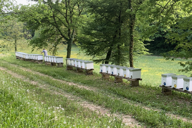 Miel de Franche Comté © OTPM