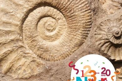 Fossile  © PIXABAY