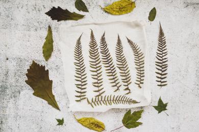 application-with-dried-leaves © fREEPIK