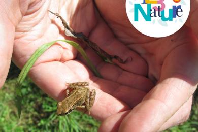 Les petites bêtes de l'eau © Mona +