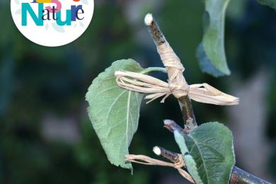 La greffe en couronne © Mona +