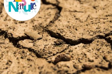 Le sol: de la forêt ©  S. Coulon pour PMA