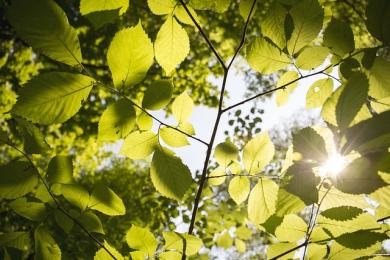 Feuille verte avec soleil ©  Libre de droit - Pixabay