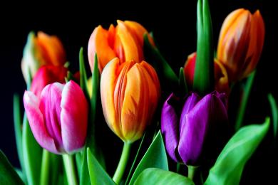 flowers-429041 © libre de droits - Pixabay