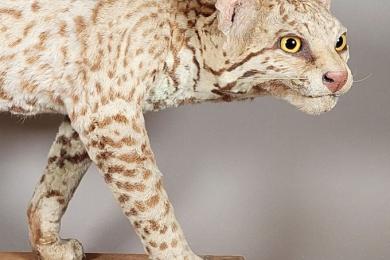 Rencontre-métier  : Restaurateur et taxidermiste © Ocelot (Leopardus pardalis), Strasbourg, Musée Zoologique. Photo : Manon Legris / Musées de la Ville de Strasbourg.  Après dépoussiérage et colorisation,