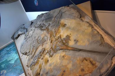 Plongez au cœur des mers jurassiques © Fossile d'Ichtyosaure