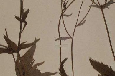 Une heure, une œuvre © Renoncule à feuilles de platane (Ranunculus platanifolius L.). planche extraite de l’herbier de Charles Contejean « Flore du Pays de Montbéliard ». (Inv. MC-H-2001-23-20).  Collections musées de Montbéliard  Musées de Montbéliard