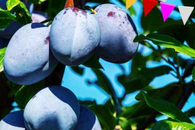 Fête des Prunes © Libre de droit Pixabay