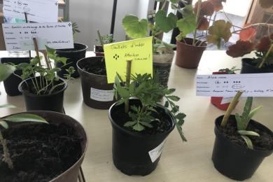 Plantes sauvages © PMA