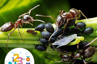 Le monde des fourmis © Mona +