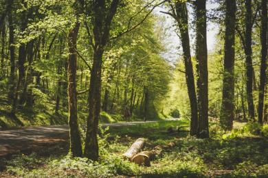 Photothèque Murmures de la forêt © PMA