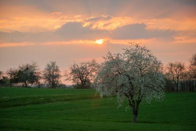 Greffe des arbres fruitiers © PMA