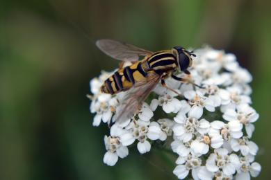 Pollinisateurs © PMA