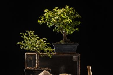 arbor-day-celebration-with-potted-trees © Freepik