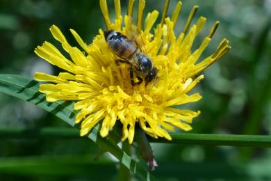 Biodiversité étupes © libre de droits - Pixabay