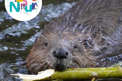 Sur les traces du castor © Mona +