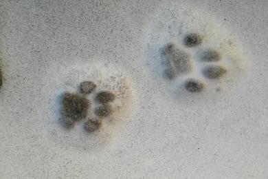 ATELIER 123 NATURE : Traces et indices © Pixabay Libre de droit