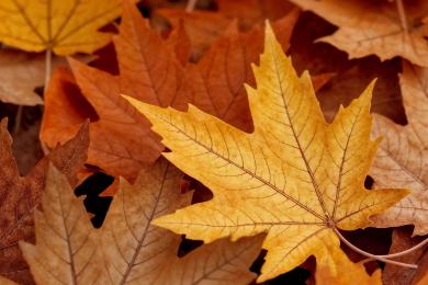close-up-autumn-leaves © magnifik