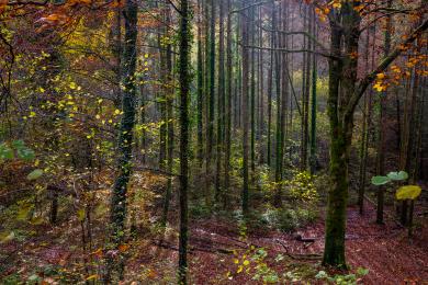 Automne en foret © Simon Daval / MaxPPP