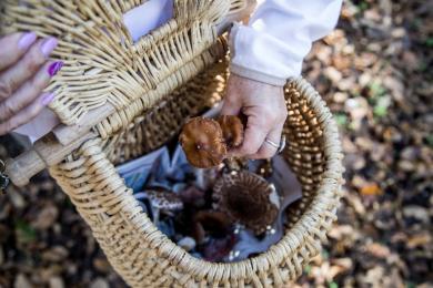 Sortie champignon © PMA