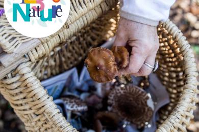 Sortie champignons © Mona +