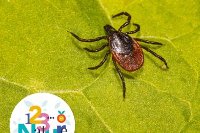 Sensibilisation aux piqures de tiques © Mona +