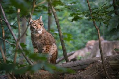Beautiful and endangered lynx in the nature habitat © Freepik