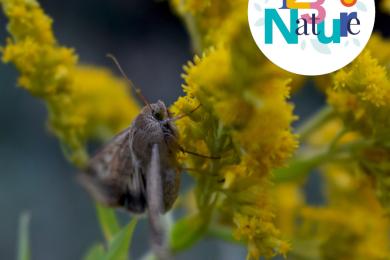 Les papillons de nuit © Mona +