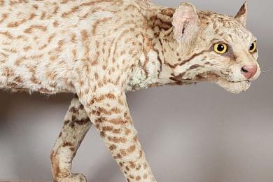 Rencontre-métier © Ocelot (Leopardus pardalis), Strasbourg, Musée Zoologique. Photo : Manon Legris / Musées de la Ville de Strasbourg. Après dépoussiérage et colorisation,