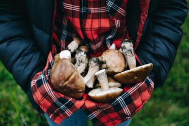 Woman hold fresh picked wild mushrooms © Freepik