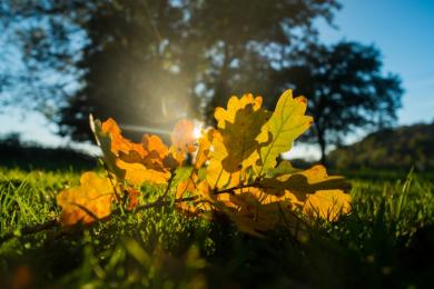 Feuilles © PMA