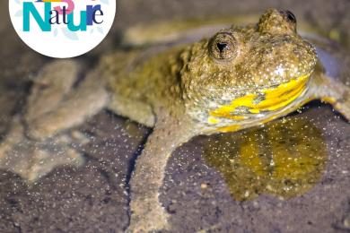 Sonneur  à ventre jaune et autres amphibiens ©  Pixabay