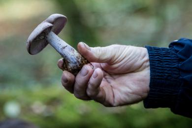 Champignon © PMA - S.COULON