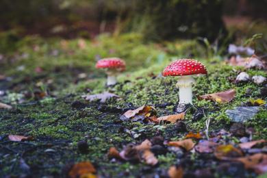 closeup-shot-cute-agaric-fungus-growing-grass © Freepik