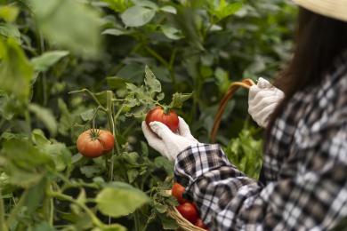 side-view-woman-picking-tomatoes © Freepik