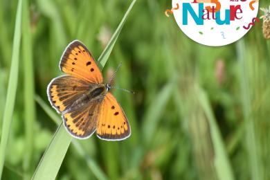 Papillon- © N. Ederlin
